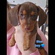 Dachshund (Miniature Smooth Haired)