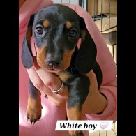 Dachshund (Miniature Smooth Haired)
