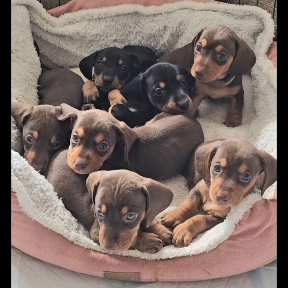 Dachshund (Miniature Smooth Haired)