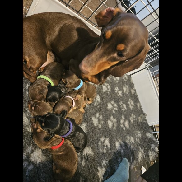 Dachshund (Miniature Smooth Haired)