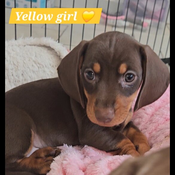 Dachshund (Miniature Smooth Haired)