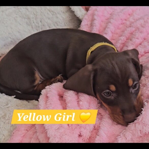 Dachshund (Miniature Smooth Haired)