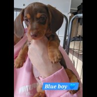 Dachshund (Miniature Smooth Haired)
