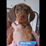 Dachshund (Miniature Smooth Haired)