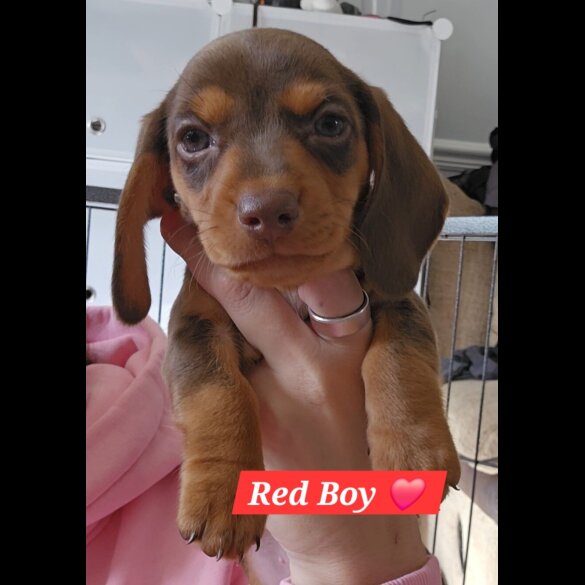 Dachshund (Miniature Smooth Haired)