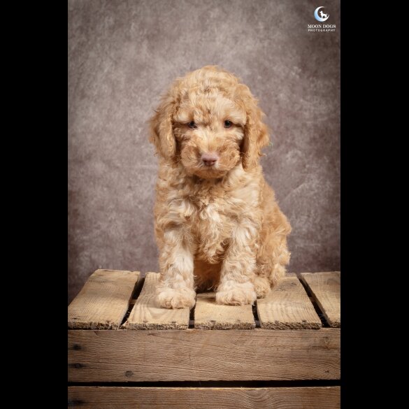 Cockapoo