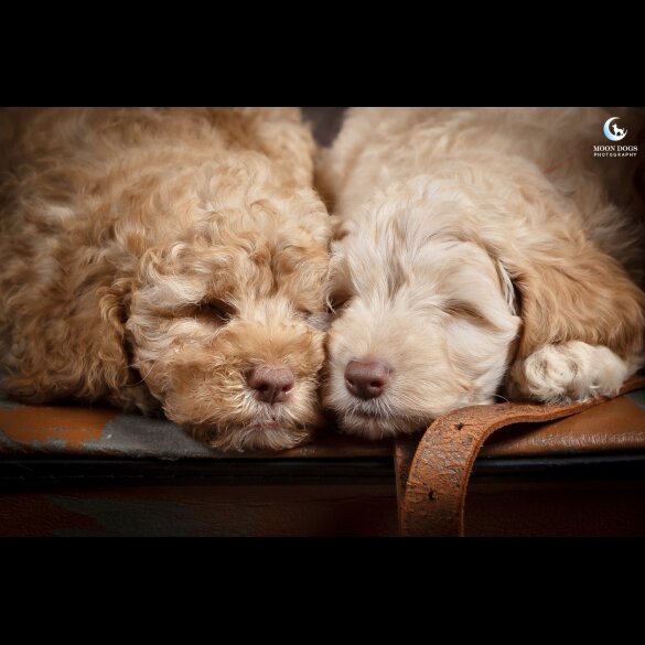 Cockapoo