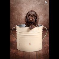Cockapoo