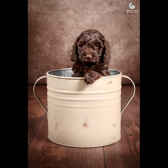 Cockapoo