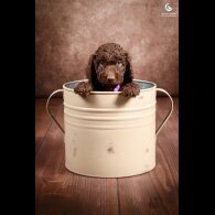 Cockapoo