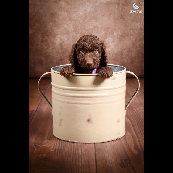 Cockapoo