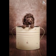 Cockapoo