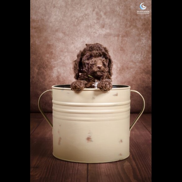 Cockapoo