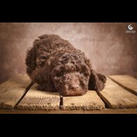 Cockapoo