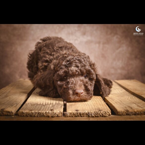 Cockapoo
