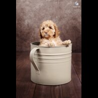 Cockapoo
