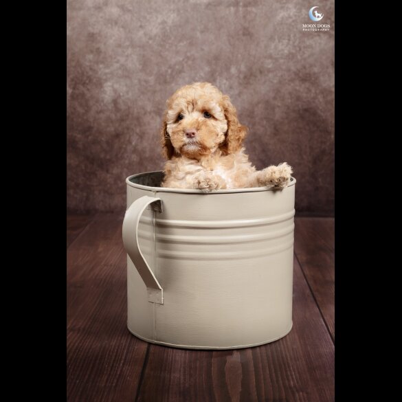Cockapoo