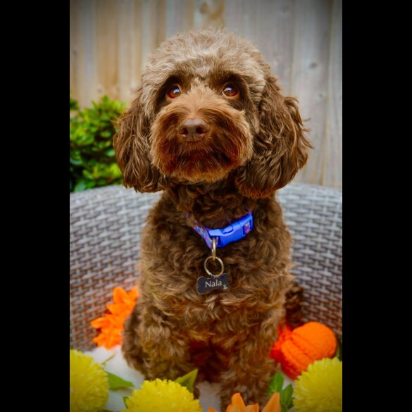Cockapoo