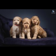 Cockapoo
