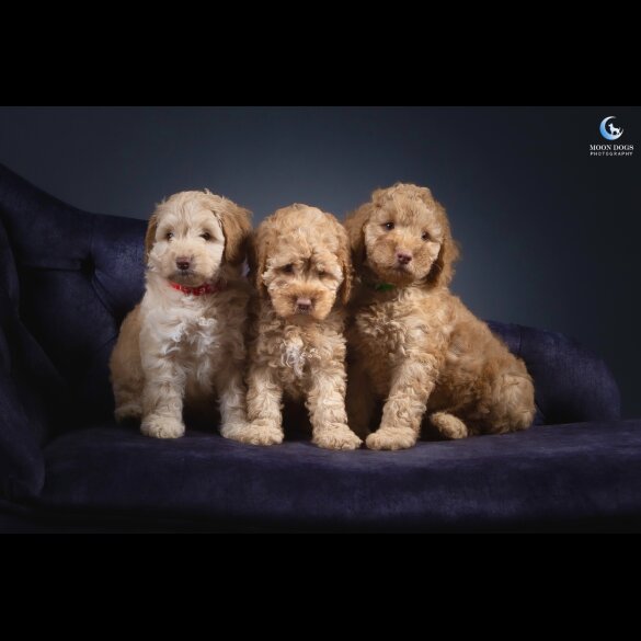 Cockapoo