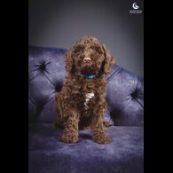 Cockapoo