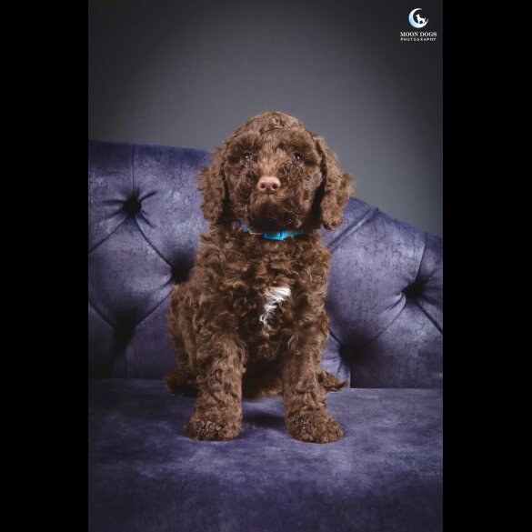 Cockapoo