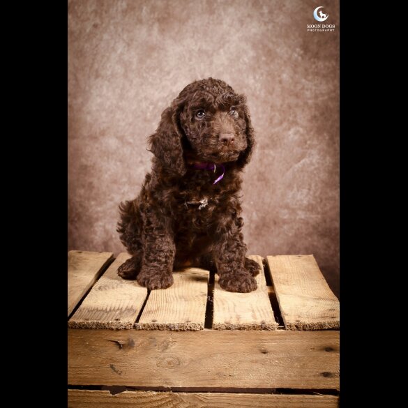 Cockapoo