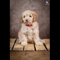 Cockapoo