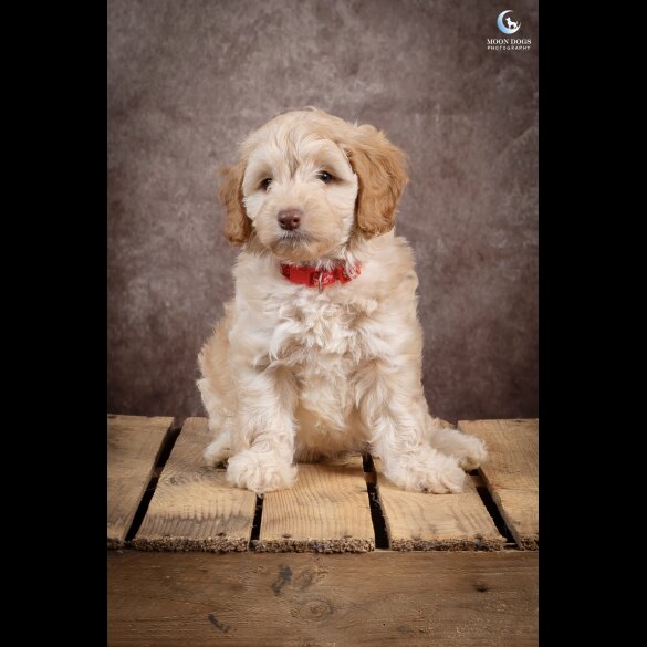 Cockapoo