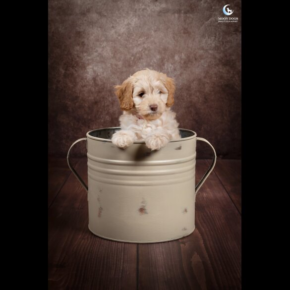 Cockapoo