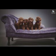 Cockapoo