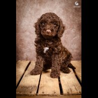 Cockapoo