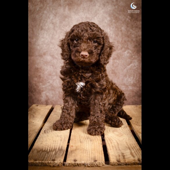 Cockapoo