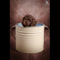 Cockapoo