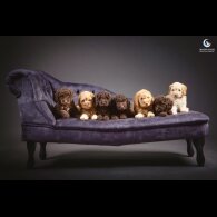 Cockapoo