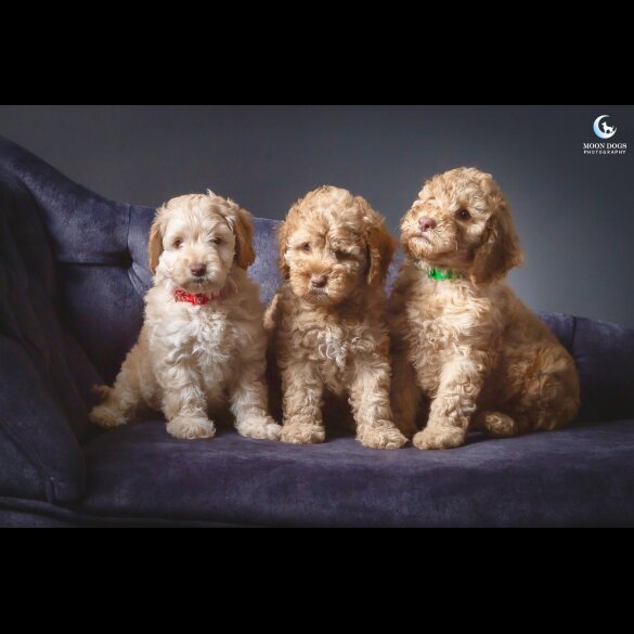 Cockapoo