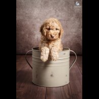 Cockapoo