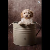 Cockapoo