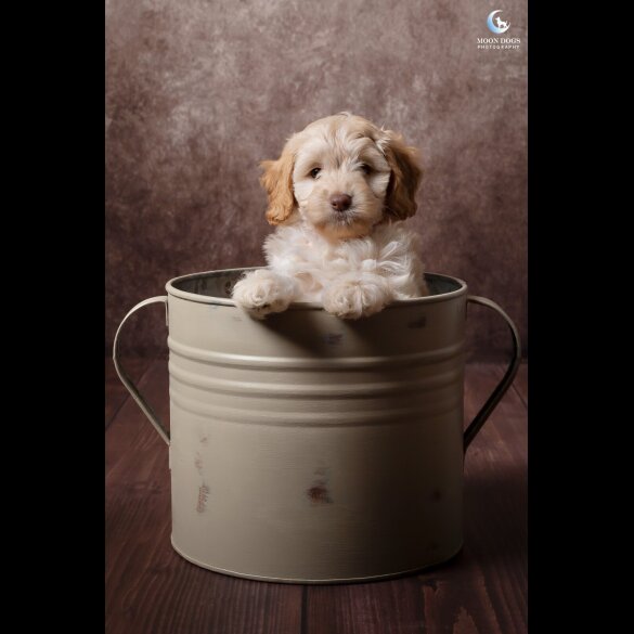 Cockapoo