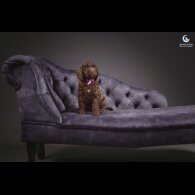 Cockapoo