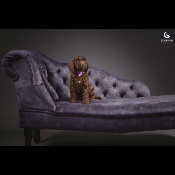 Cockapoo