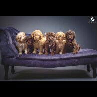 Cockapoo