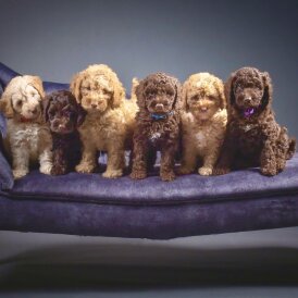 Cockapoo