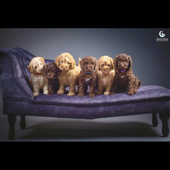 Cockapoo