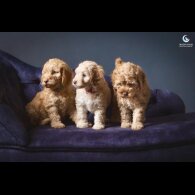 Cockapoo