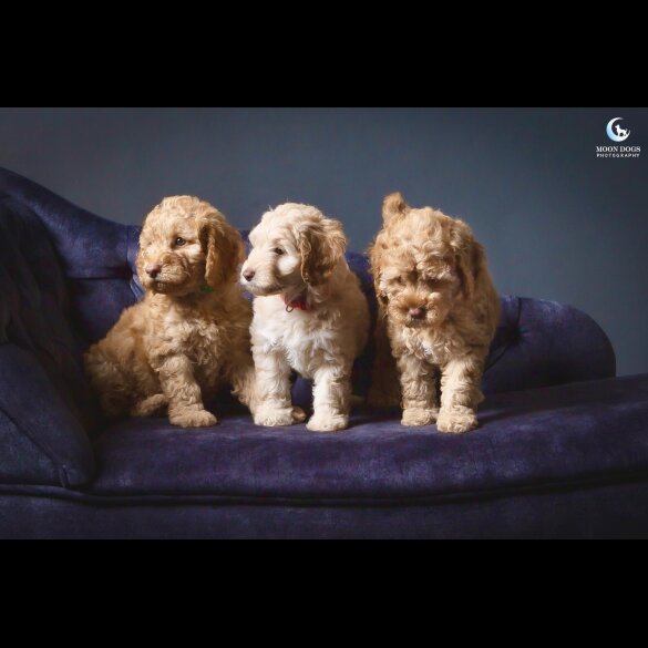Cockapoo