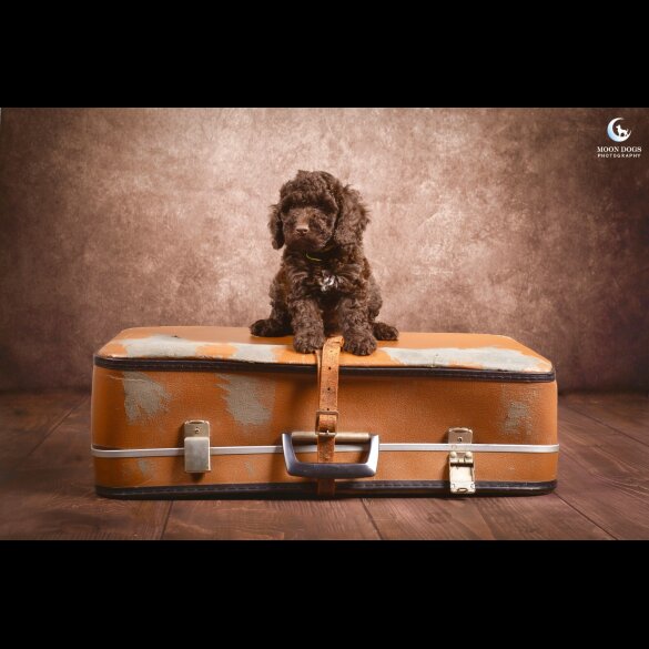 Cockapoo