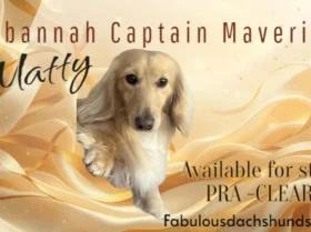 Dachshund (Miniature Long Haired)