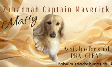 Dachshund (Miniature Long Haired)