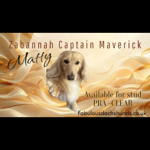 Dachshund (Miniature Long Haired)